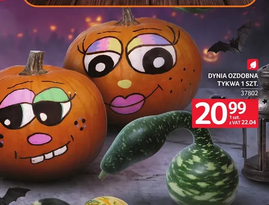 Dynia ozdobna tykwa Selgros promocja w Selgros