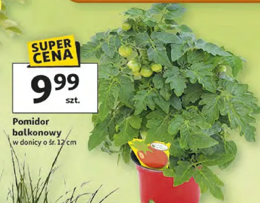 Pomidor balkonowy promocja w Auchan