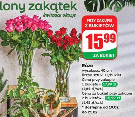 Róże promocja w Dino