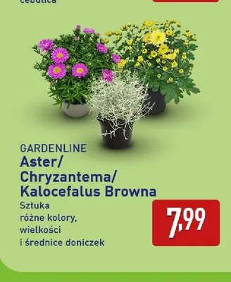 Aster Gardenline promocja w Aldi