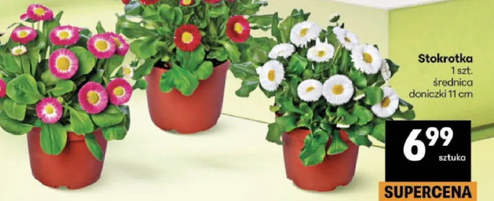 Stokrotka promocja w Delikatesy Centrum