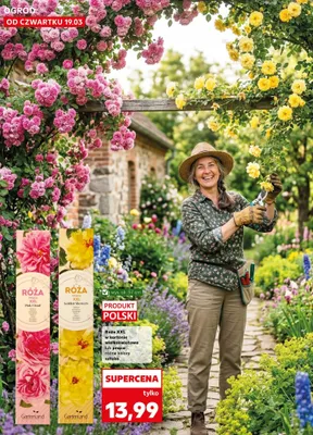 Róża XXL w kartonie wielkokwiatowa różne kolory promocja w Kaufland