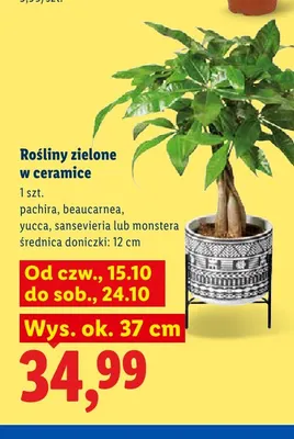 Rośliny zielone w ceramice Yucca promocja w Lidl