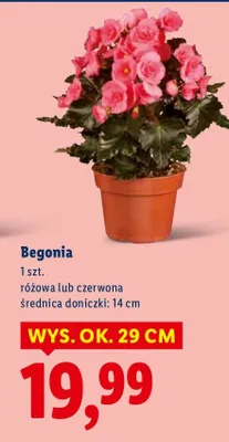 Begonia promocja w Lidl