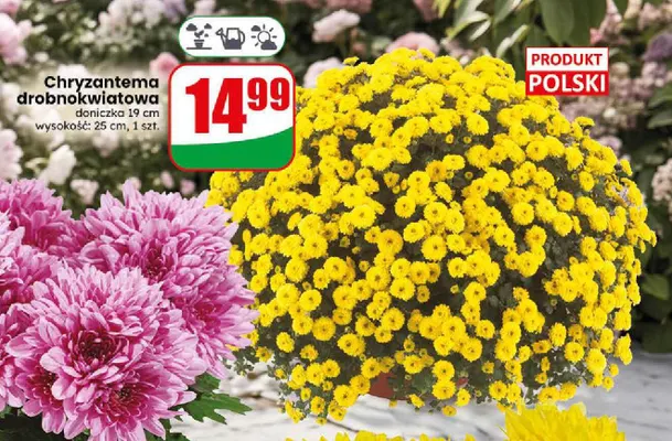 Chryzantema drobnokwiatowa doniczka 19 cm promocja w Dino