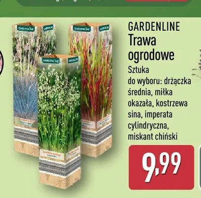 Trawa ogrodowa Gardenline drżączka średnia promocja w Aldi