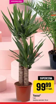 Yucca średnica doniczki: 19cm promocja w POLOmarket