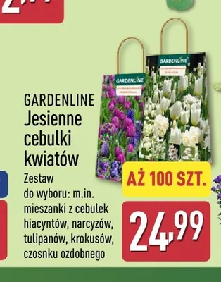 Jesienne cebulki kwiatów Gardenline promocja w Aldi