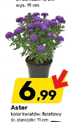Aster promocja w Bricomarche