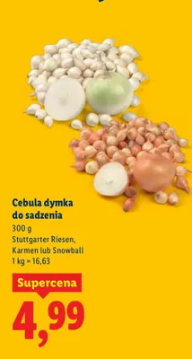 Cebula dymka do sadzenia promocja w Lidl
