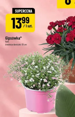Gipsówka średnica doniczki 13cm promocja w POLOmarket