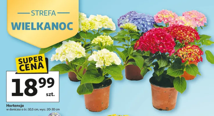 Hortensja w doniczce ø śr: 10.5 cm, wys.: 20-30 cm promocja w Auchan