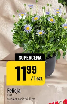 Felicja promocja w POLOmarket