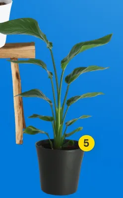 Roślina doniczkowa Strelitzia promocja w Castorama