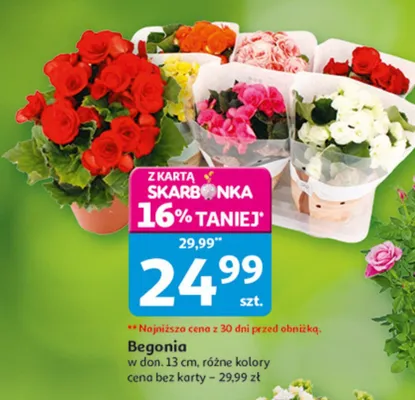 Begonia promocja w Auchan