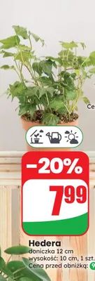 Hedera doniczka 12 cm wysokość 10 promocja w Dino