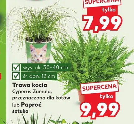 Trawa kocia Cyperus Zumula promocja w Kaufland