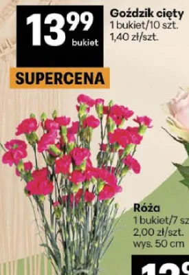 Goździk cięty promocja w Delikatesy Centrum