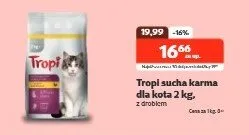 Sucha karma dla kota promocja w KAKADU