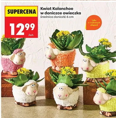 Kwiat Kalanchoe w doniczce-owieczce promocja w Biedronka