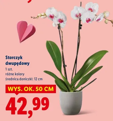 Storczyk dwupędowy różne kolory promocja w Lidl