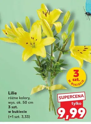 Lilie różne kolory, wys. ok. 50 cm promocja w Kaufland