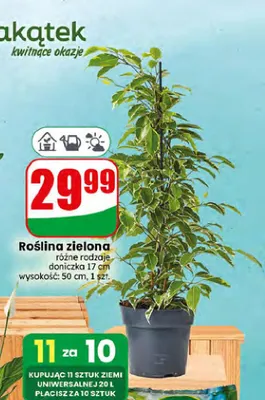 Roślina zielona promocja w Dino