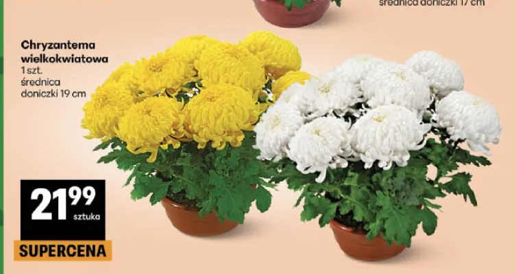 Chryzantema wielkokwiatowa średnica doniczki 19 cm promocja w Delikatesy Centrum