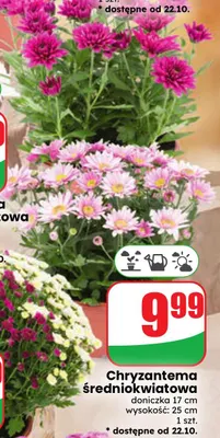 Chryzantema średniokwiatowa promocja w Dino