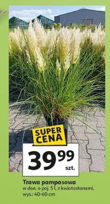 Trawa pampasowa z kwiatostanami promocja w Auchan