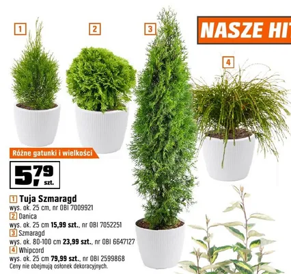 Rośliny Tuja Szmaragd, Danica, Szmaragd, Whipcord promocja w OBI