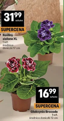 Gloksynia Brocade promocja w Delikatesy Centrum