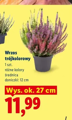 Wrzos trójkolorowy promocja w Lidl