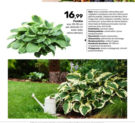 Funkia doniczka 2 l promocja w Bricomarche
