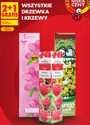 Malina czerwona Gardenic promocja w Biedronka