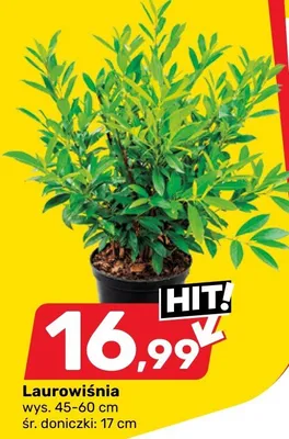 Laurowiśnia promocja w Bricomarche