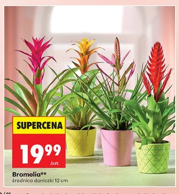Bromelia średnica doniczki 12cm promocja w Biedronka