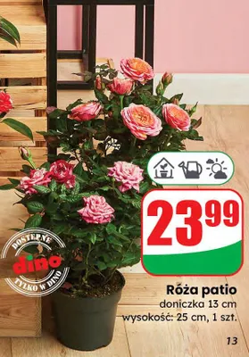 Róża patio promocja w Dino