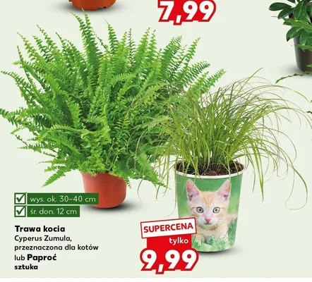 Trawa kocia Cyperus Zumula promocja w Kaufland