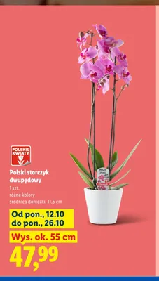 Polski storczyk dwupędowy promocja w Lidl
