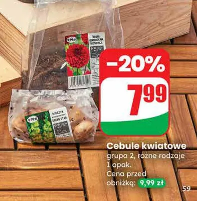 Cebule kwiatowe grupa 2 różne rodzaje 1 opak. promocja w Dino
