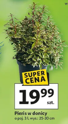 Pieris w donicy promocja w Auchan