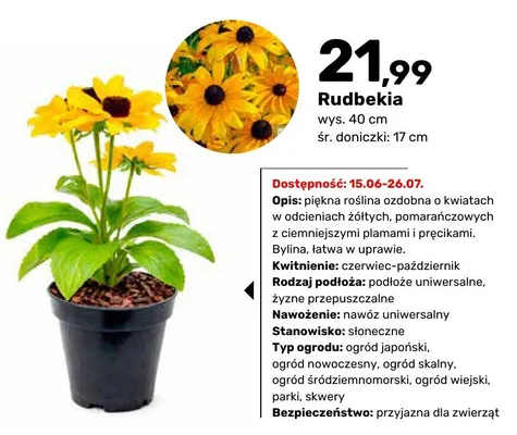 Rudbekia promocja w Bricomarche