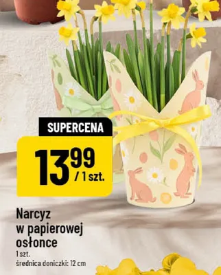 Narcyz w papierowej osłonce promocja w POLOmarket