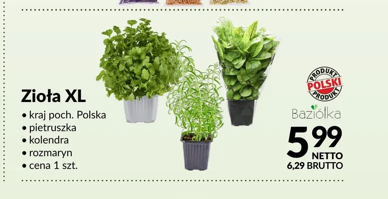 Zioła XL rozmaryn polska Baziółka promocja w Makro