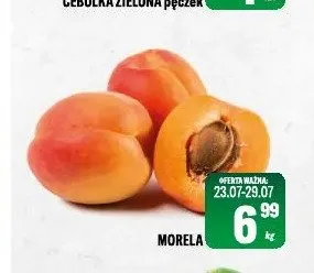 Morela promocja w Tomi Markt