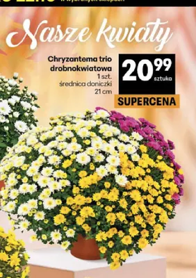 Chryzantema trio drobnokwiatowa średnica doniczki 21 cm promocja w Delikatesy Centrum