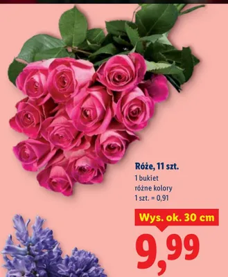 Hiacynty różne kolory promocja w Lidl