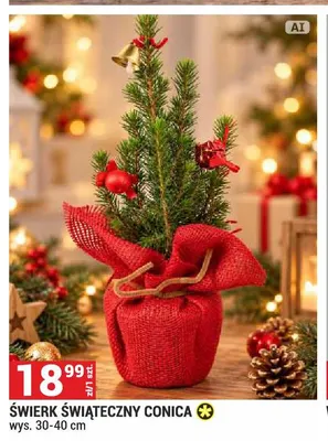 Świerk świąteczny Conica promocja w Merkury Market