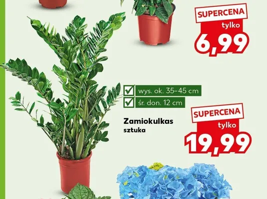 Zamiokulkas promocja w Kaufland